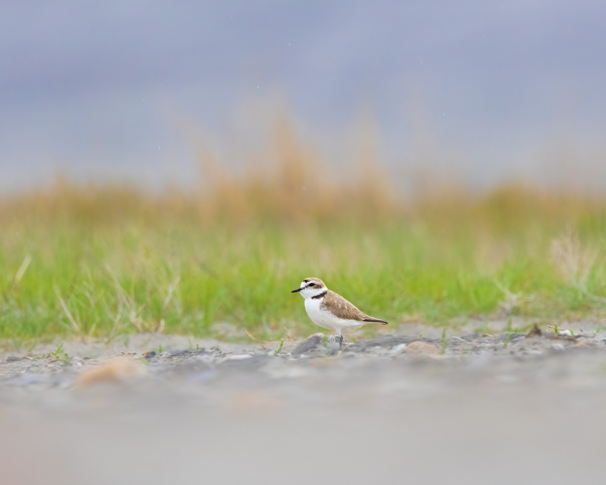 Snowy Plover - Quinn Diaz