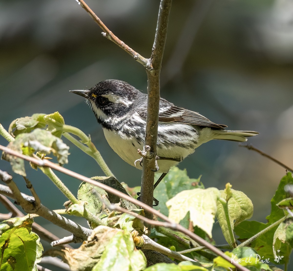 Black-throated Gray Warbler - Ka-eL Dino