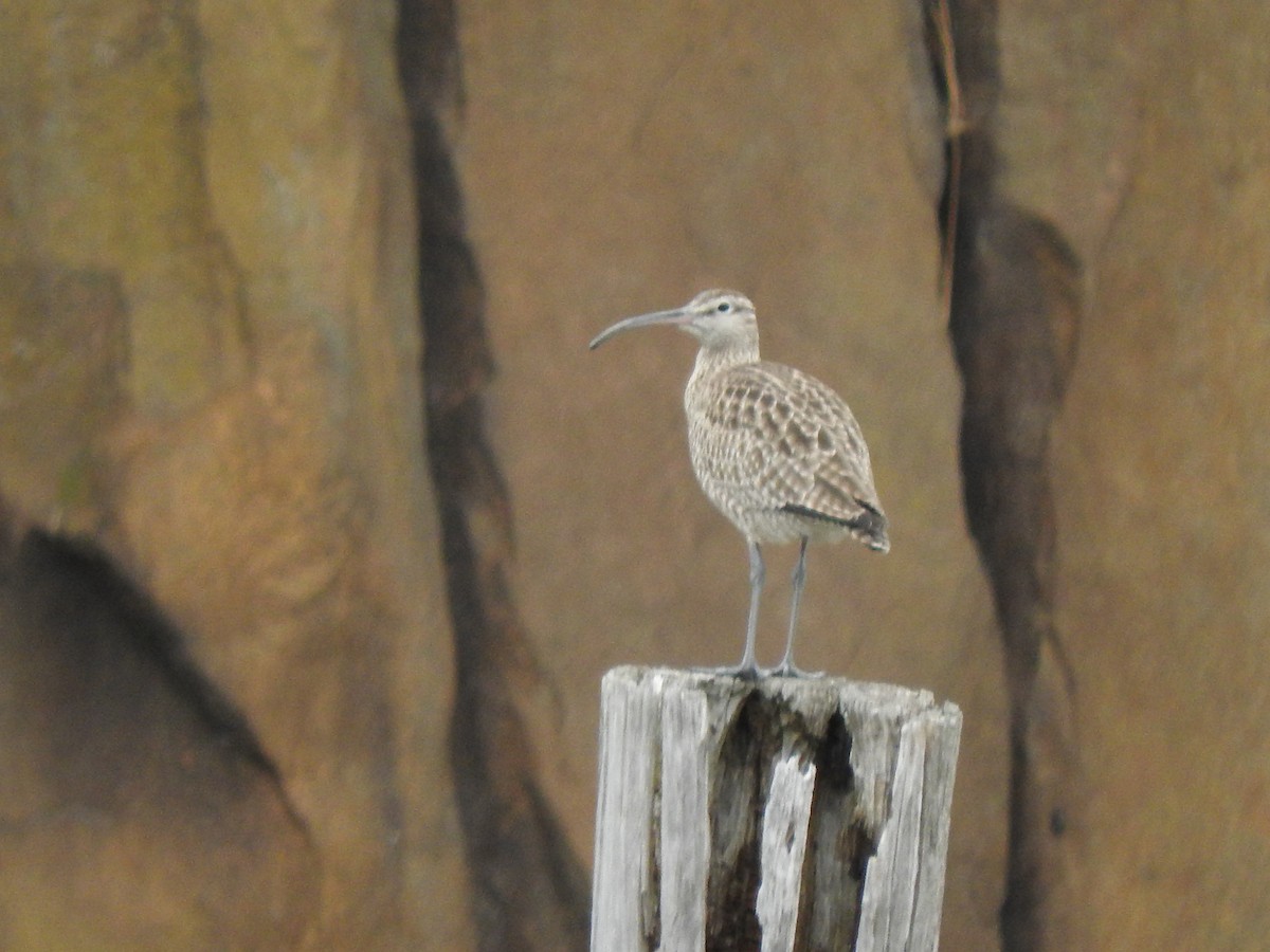 Whimbrel - ML618043781