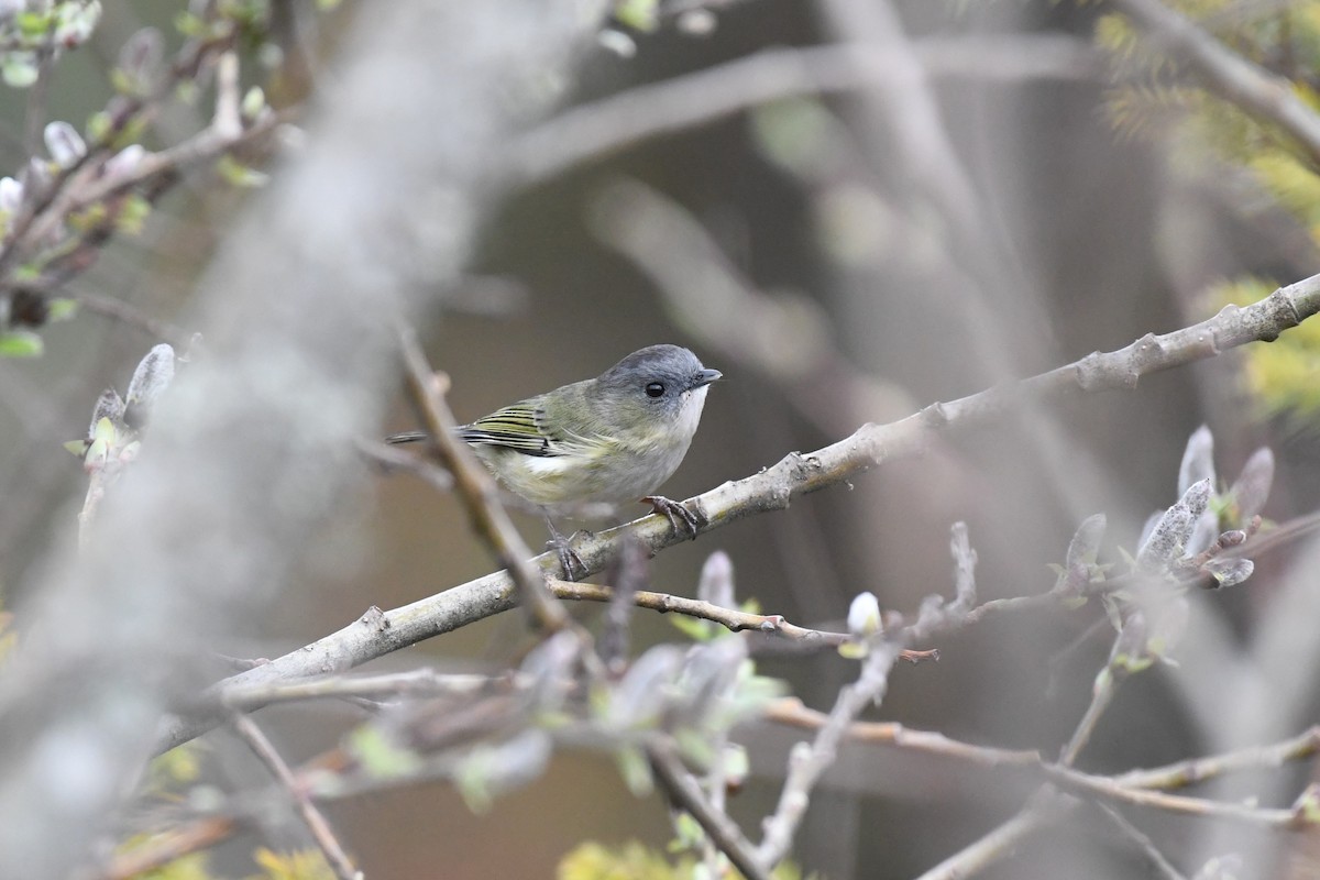 Green Shrike-Babbler - ML618043788