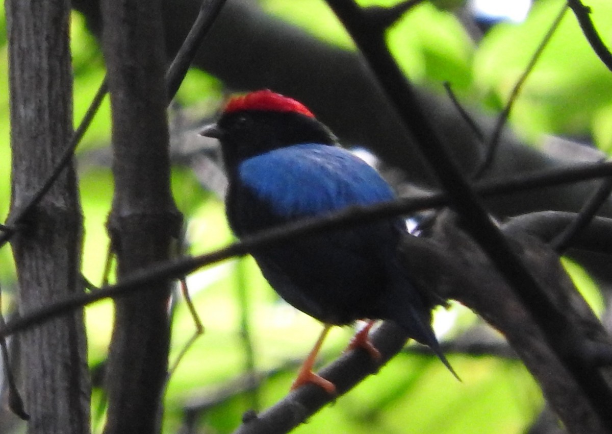 Lance-tailed Manakin - Julio P