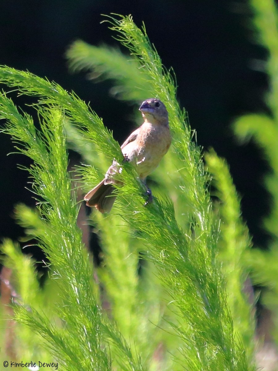 Blue Grosbeak - ML61804381