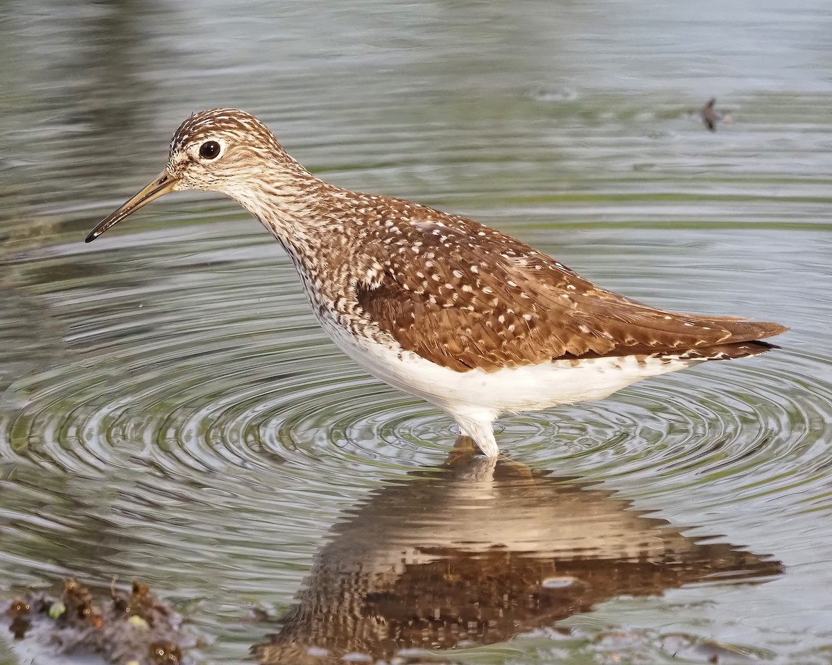 Solitary Sandpiper - ML618043810