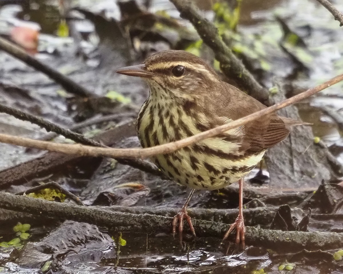 Northern Waterthrush - ML618043834