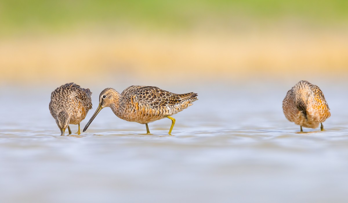 Long-billed Dowitcher - Quinn Diaz