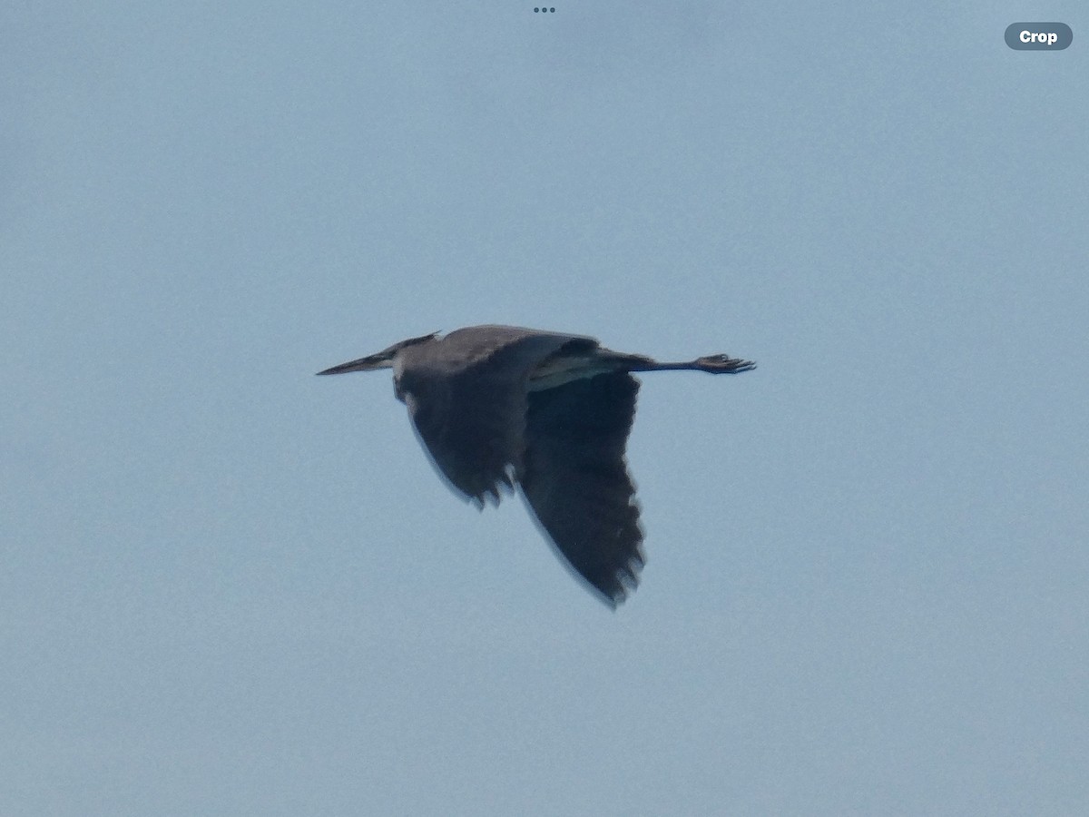 Great Blue Heron (Great Blue) - Willeke and Frits Bosveld - van Rijn