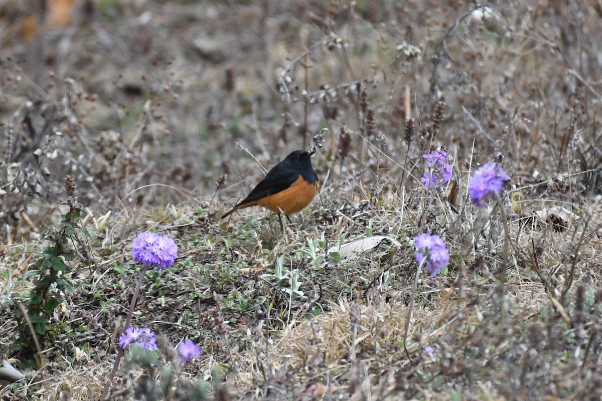 Black Redstart - Tristan Jobin