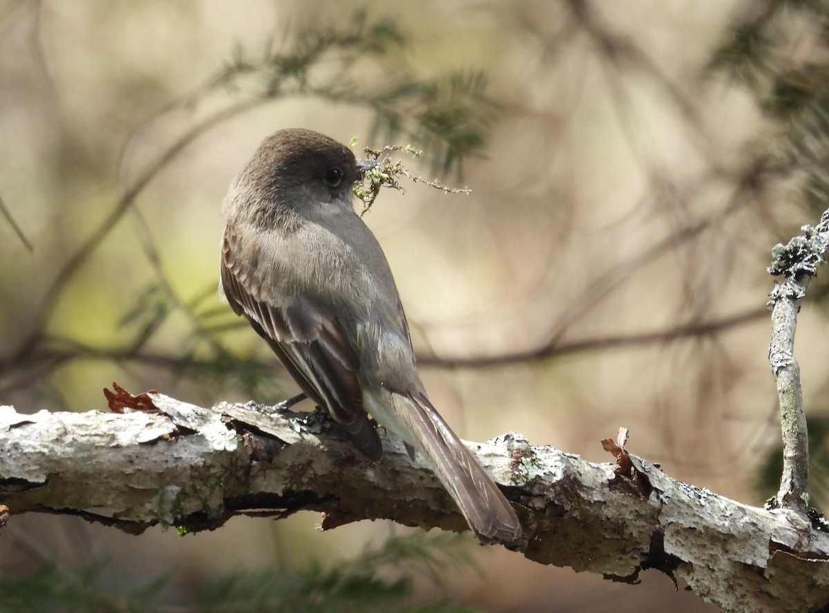 Eastern Phoebe - Glenn Hodgkins