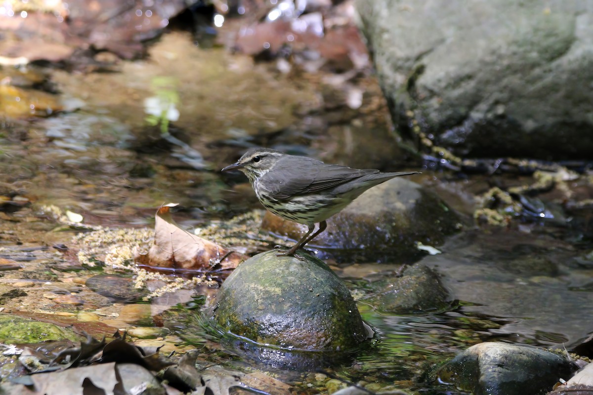 Northern Waterthrush - Melissa Ludwig