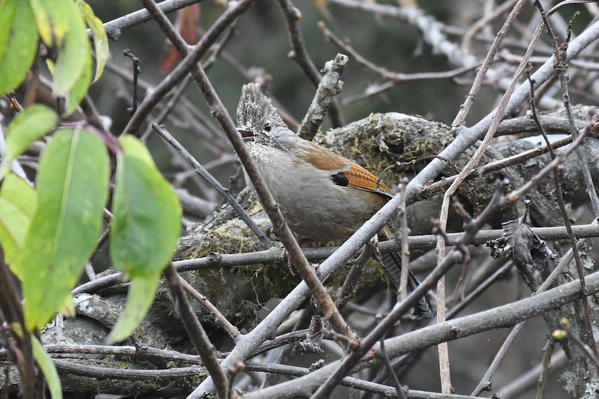 Hoary-throated Barwing - Tristan Jobin