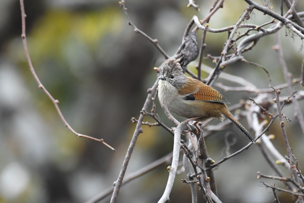 Hoary-throated Barwing - Tristan Jobin