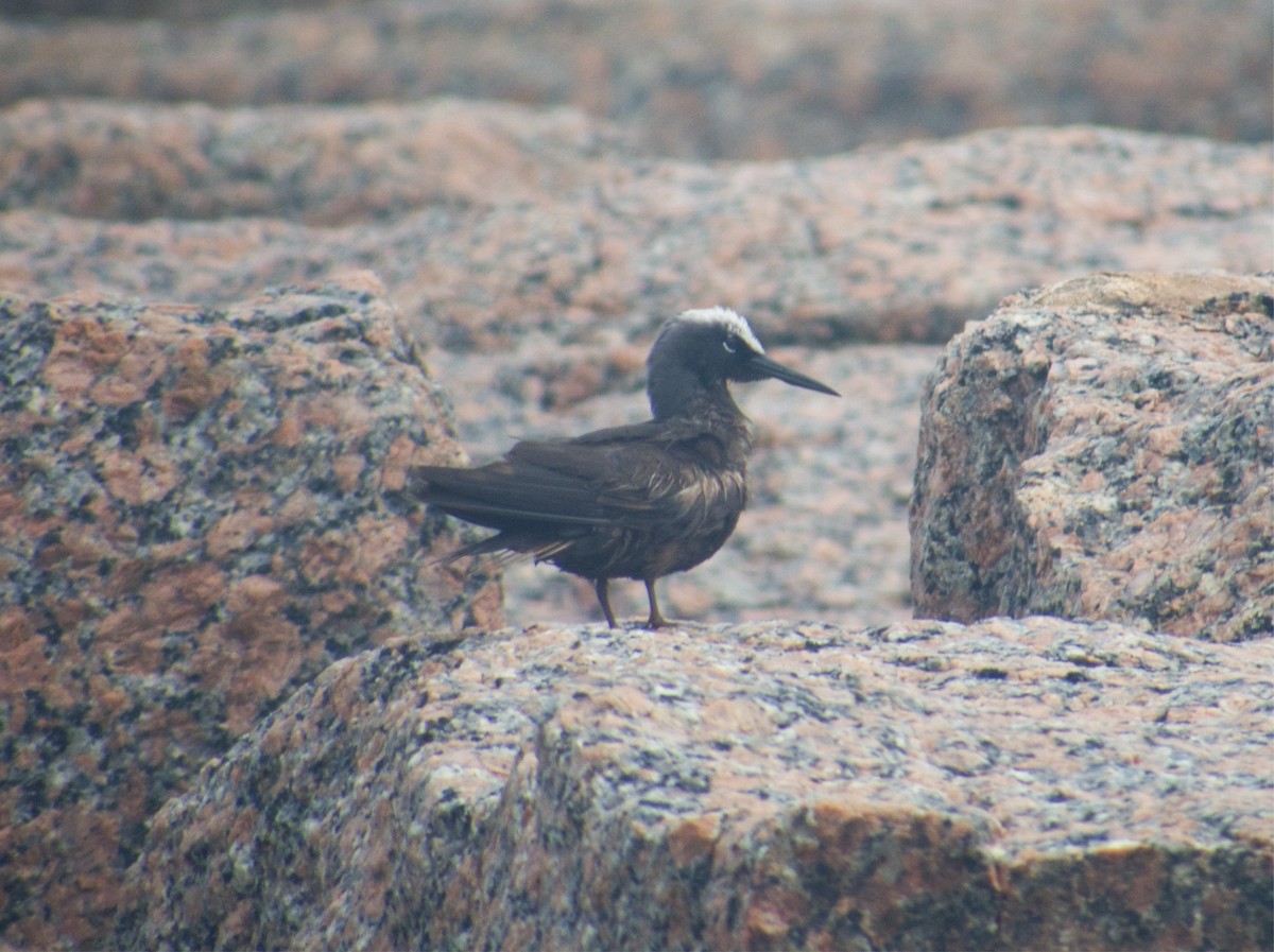 Black Noddy - Micah Schow