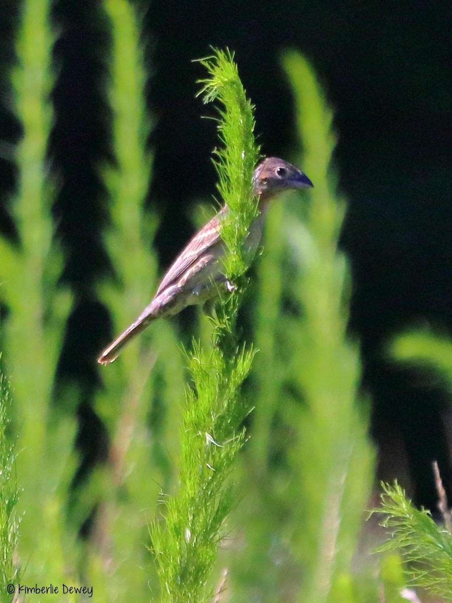 Blue Grosbeak - ML61804391