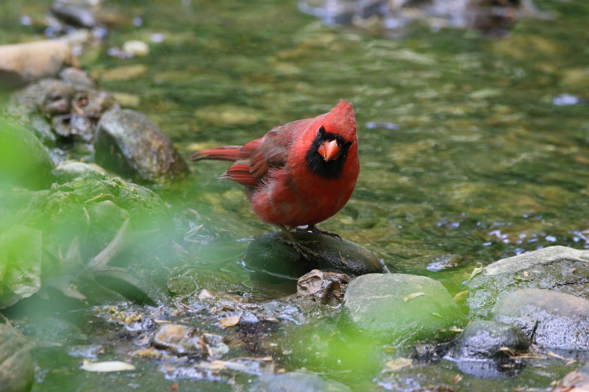 Cardinal rouge - ML618043915