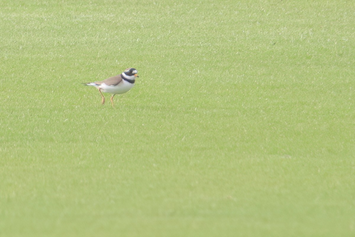 Common Ringed Plover - ML618043932