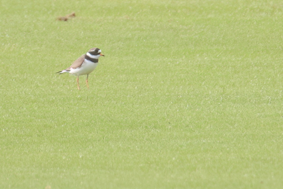 Common Ringed Plover - ML618043933