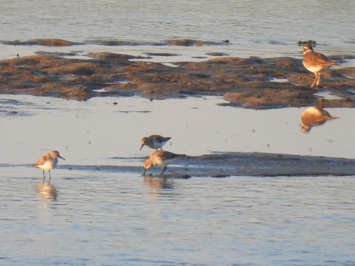 Western Sandpiper - ML618043945