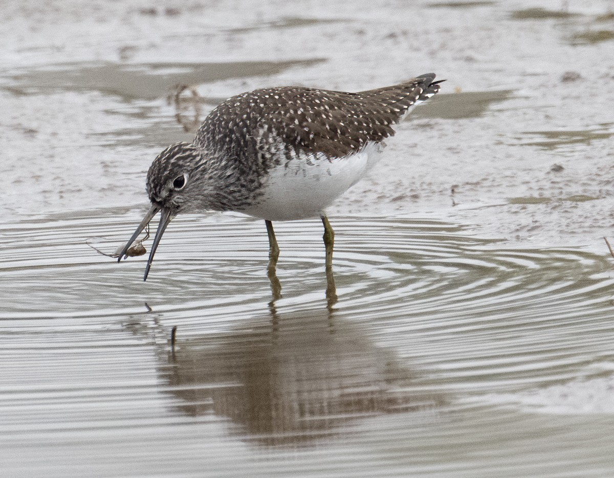 Solitary Sandpiper - ML618043949