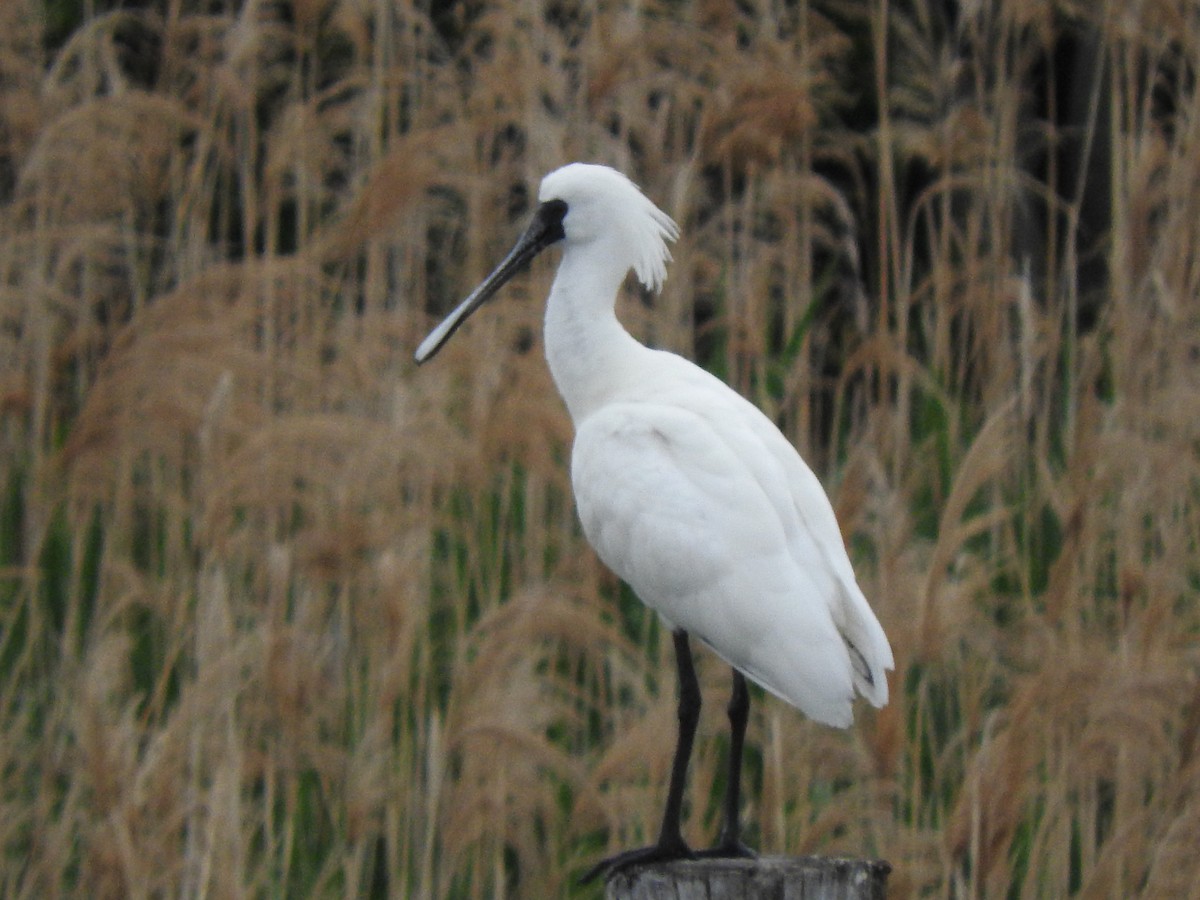 Black-faced Spoonbill - ML618043956