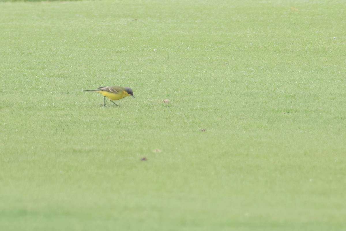 Western Yellow Wagtail (thunbergi) - ML618043960