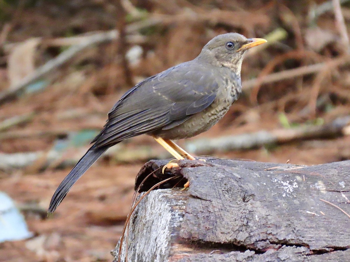 Great Thrush - Daniel Arias-Cruzatty