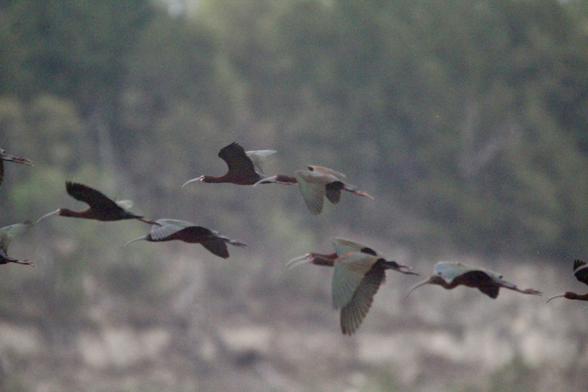 White-faced Ibis - ML618043983