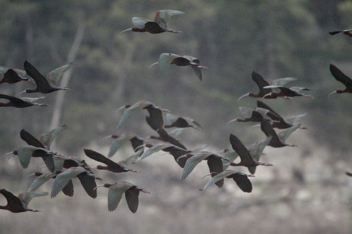 White-faced Ibis - Logan Anderson