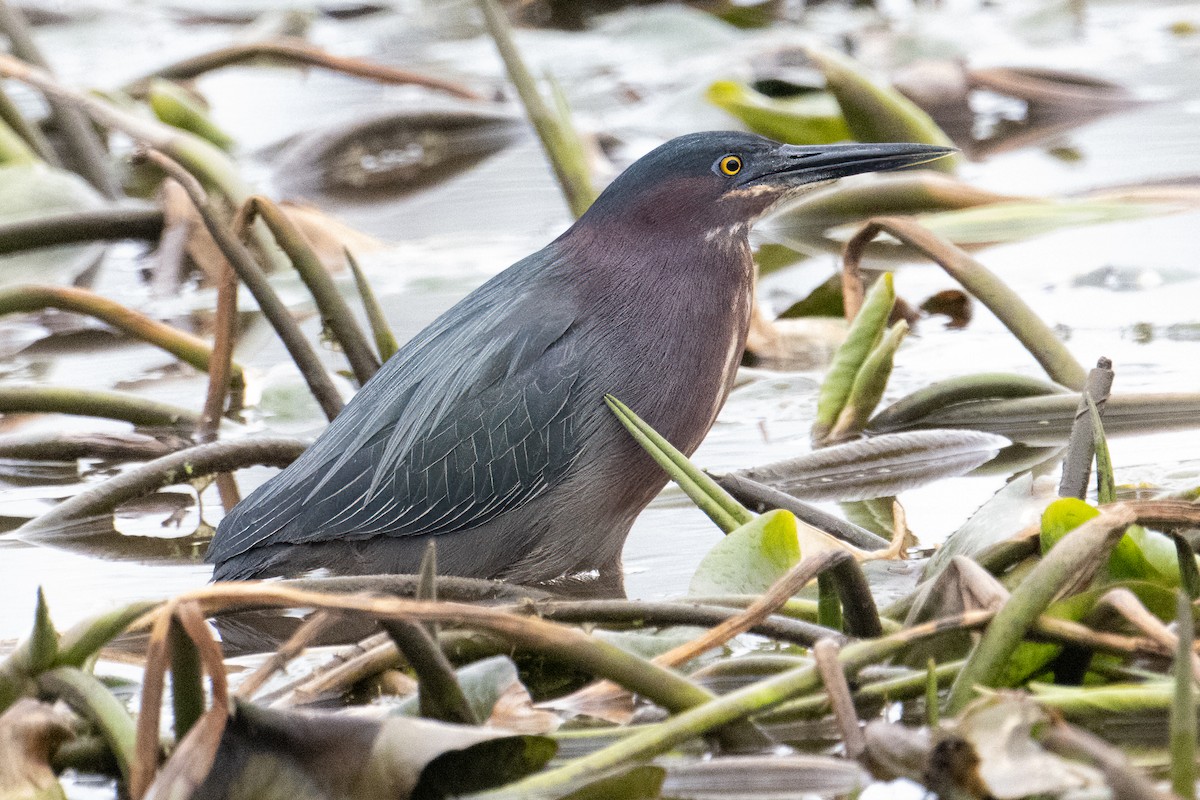 Green Heron - ML618043989