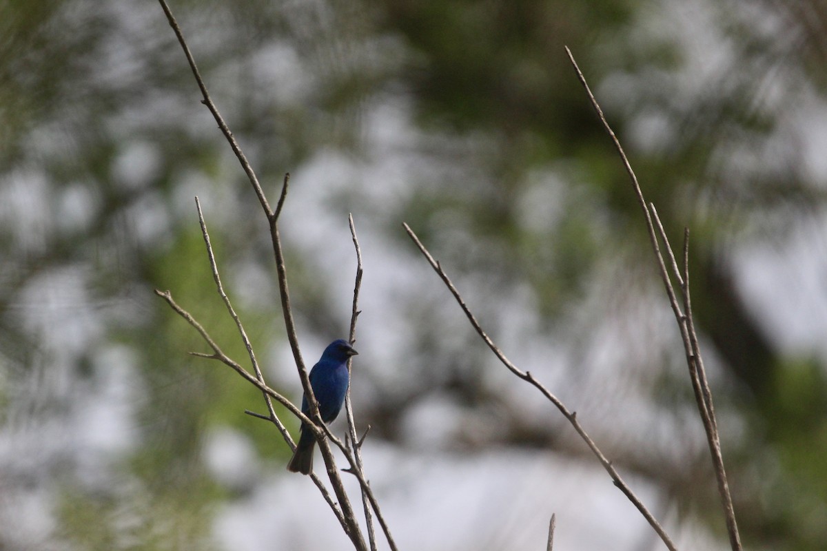 Passerin indigo - ML618044008