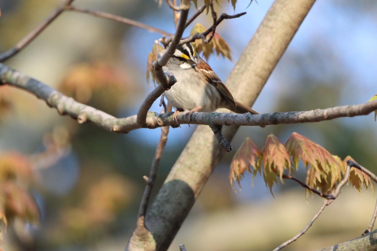 White-throated Sparrow - ML618044010