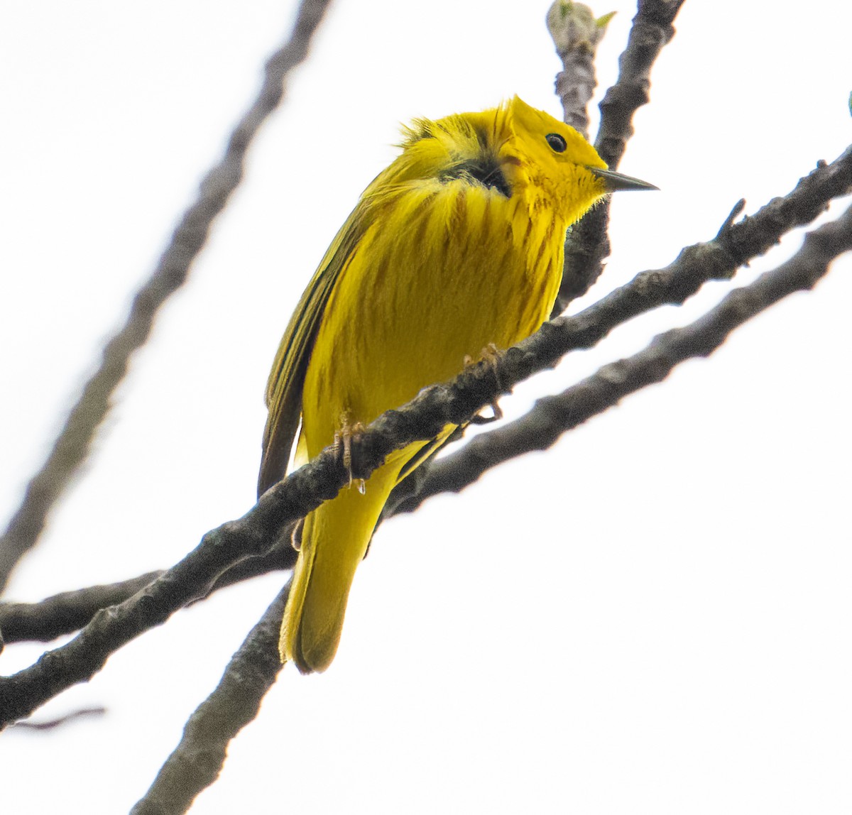 Yellow Warbler - ML618044013