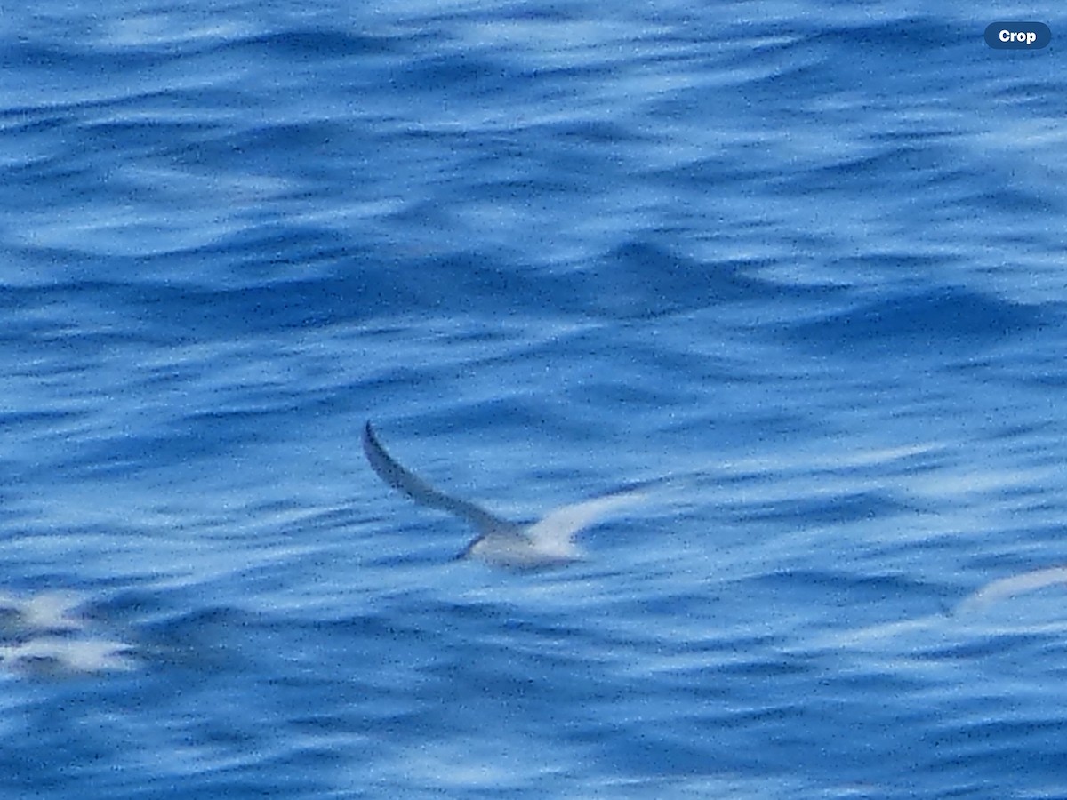 Gull-billed Tern - Willeke and Frits Bosveld - van Rijn