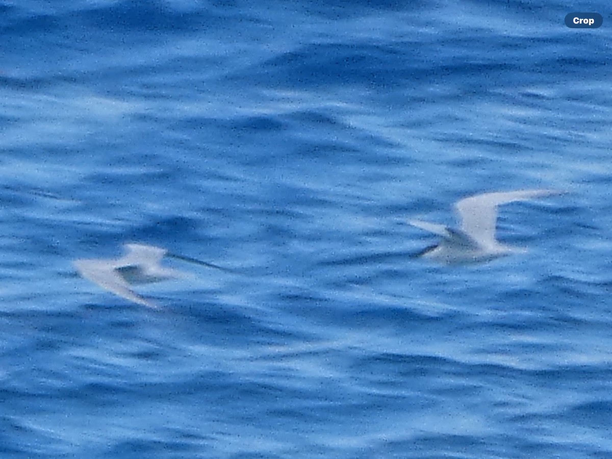 Gull-billed Tern - Willeke and Frits Bosveld - van Rijn