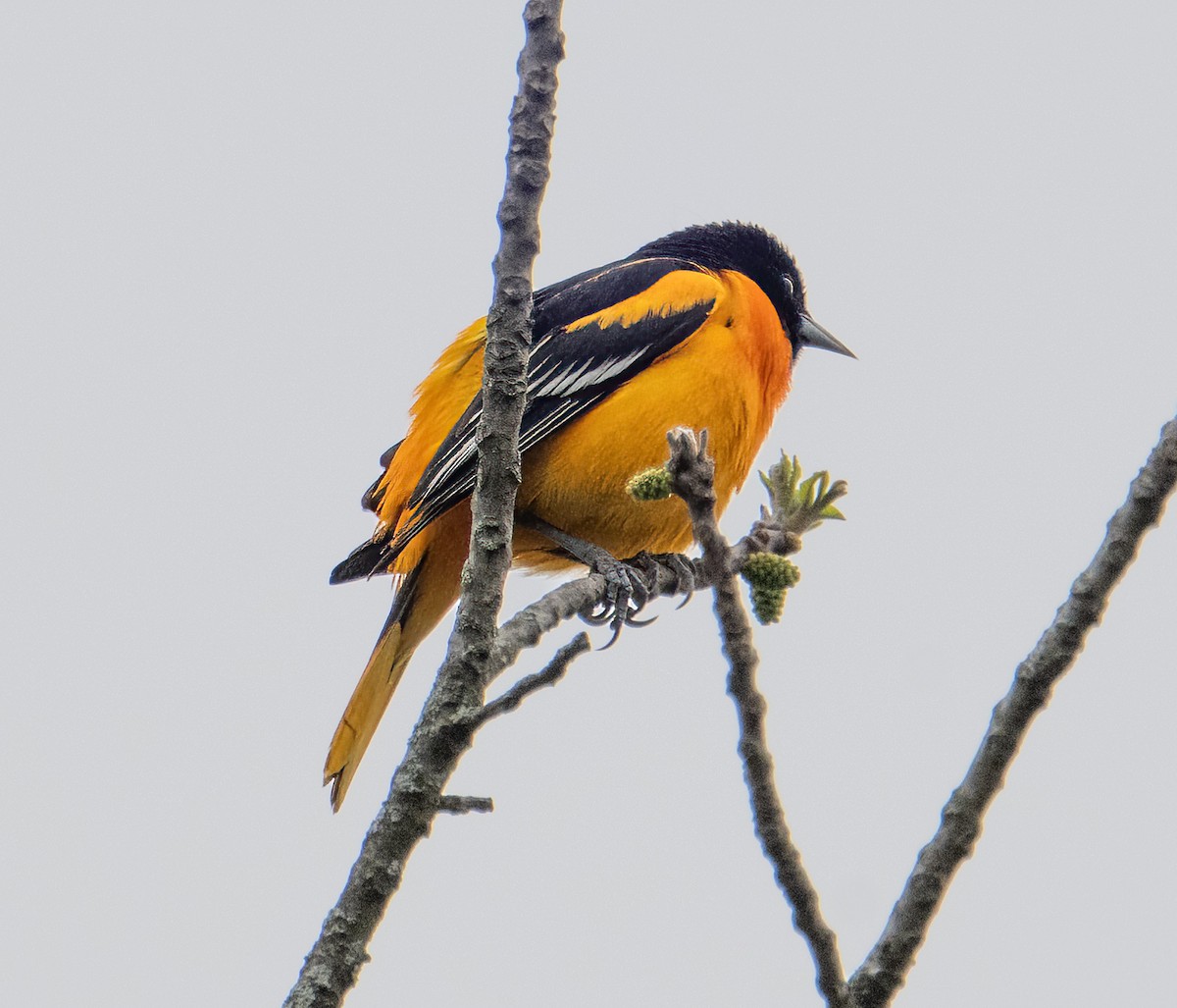 Oriole de Baltimore - ML618044034