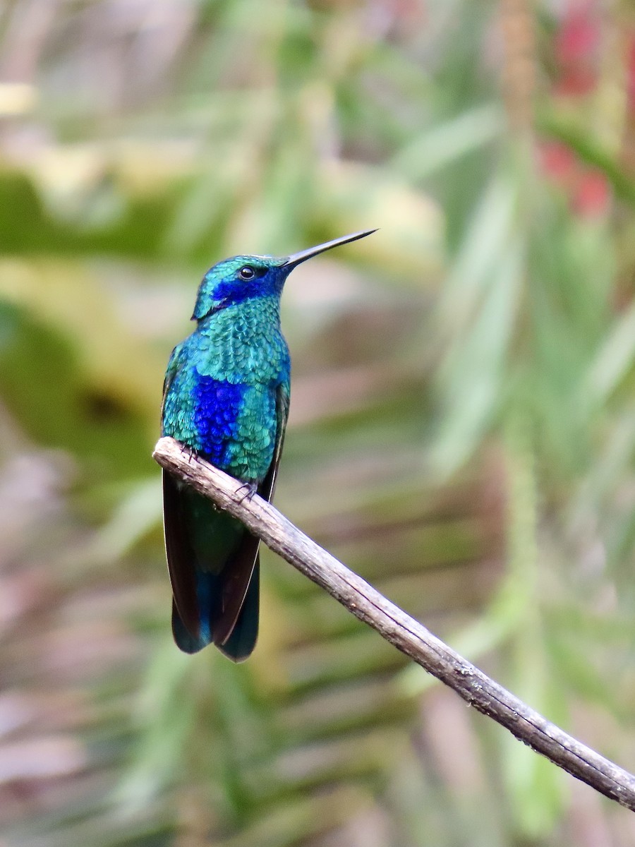 kolibřík modrolící - ML618044035