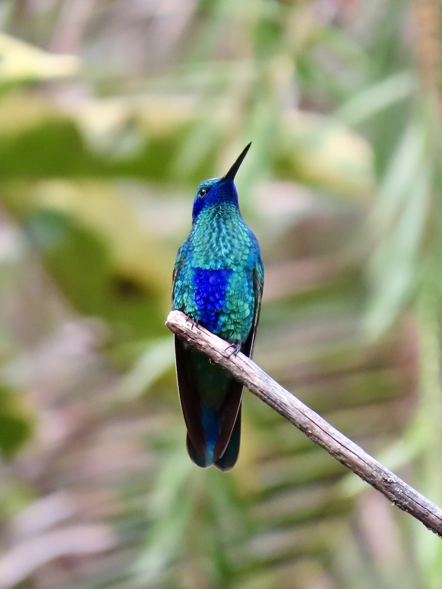 kolibřík modrolící - ML618044036