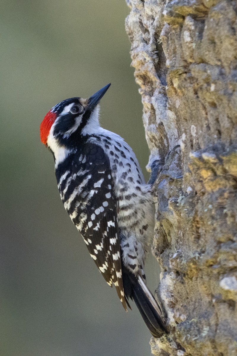 Nuttall's Woodpecker - ML618044050