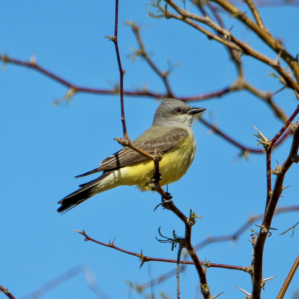 Western Kingbird - ML618044074