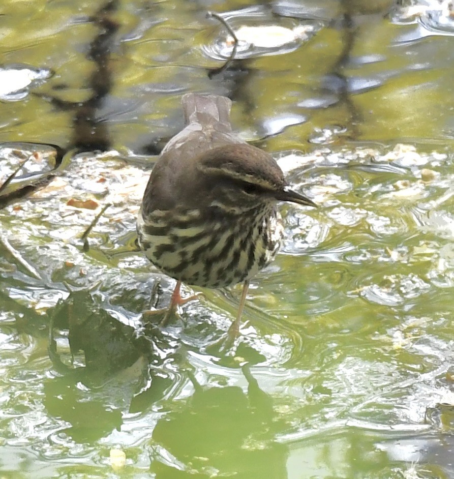 Northern Waterthrush - ML618044076