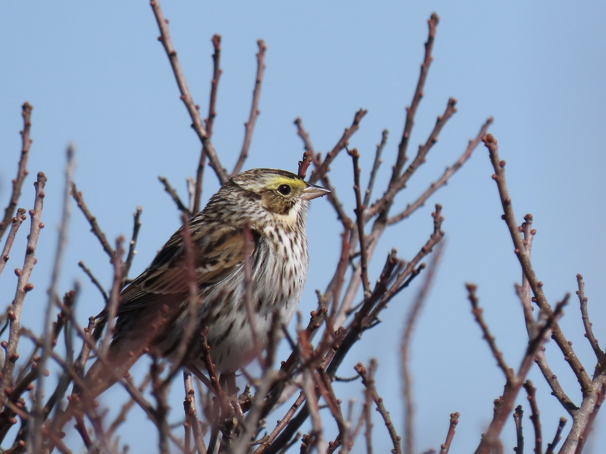 Savannah Sparrow - ML618044122