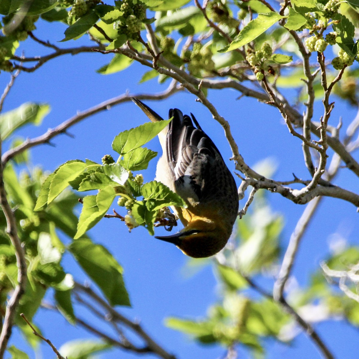 Bullock's Oriole - ML618044125