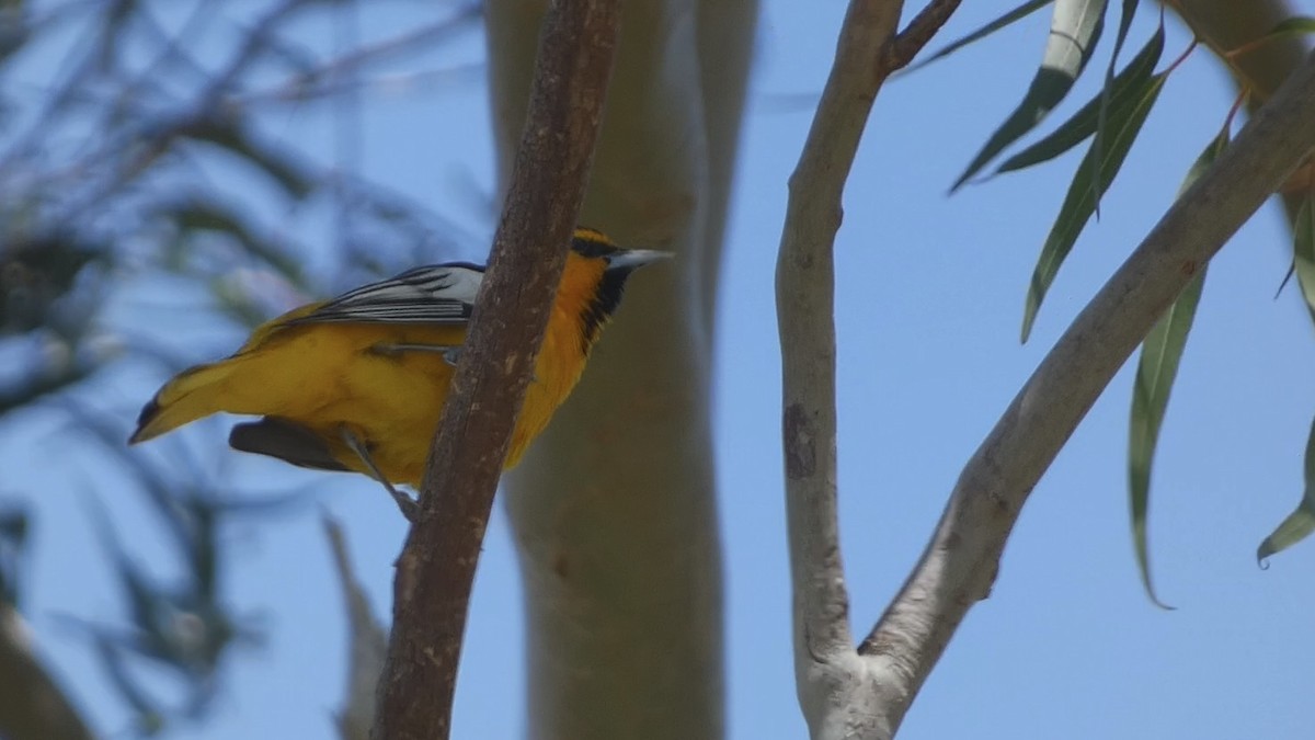 Bullock's Oriole - ML618044148