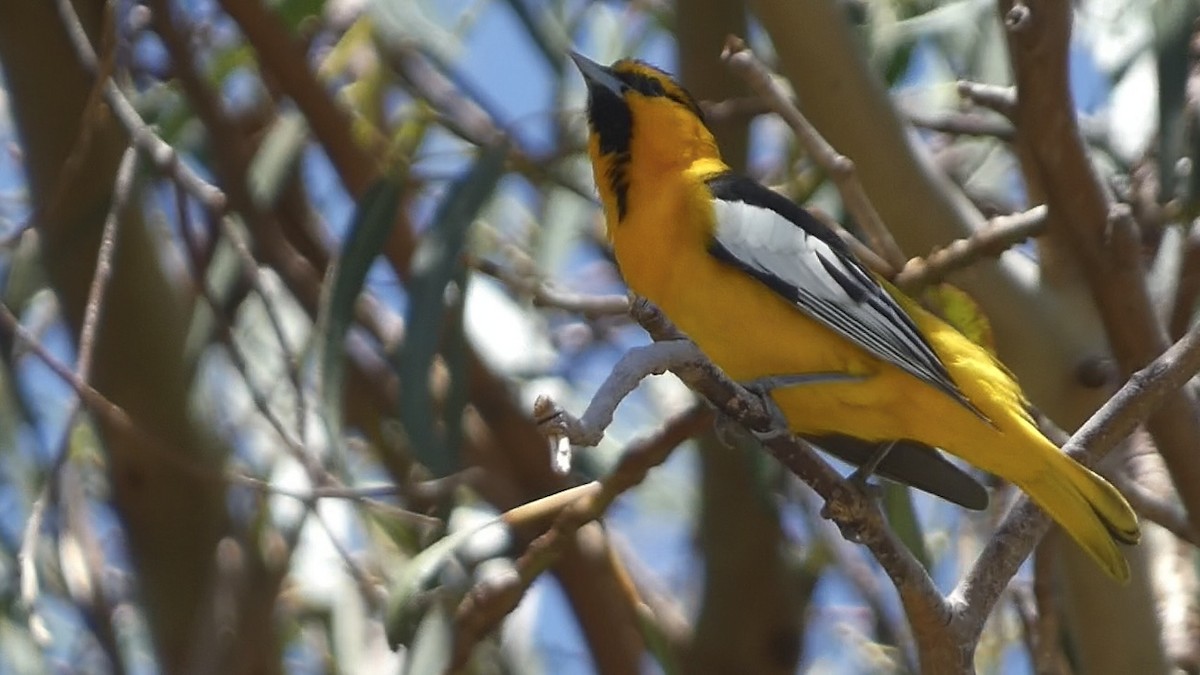 Bullock's Oriole - ML618044149