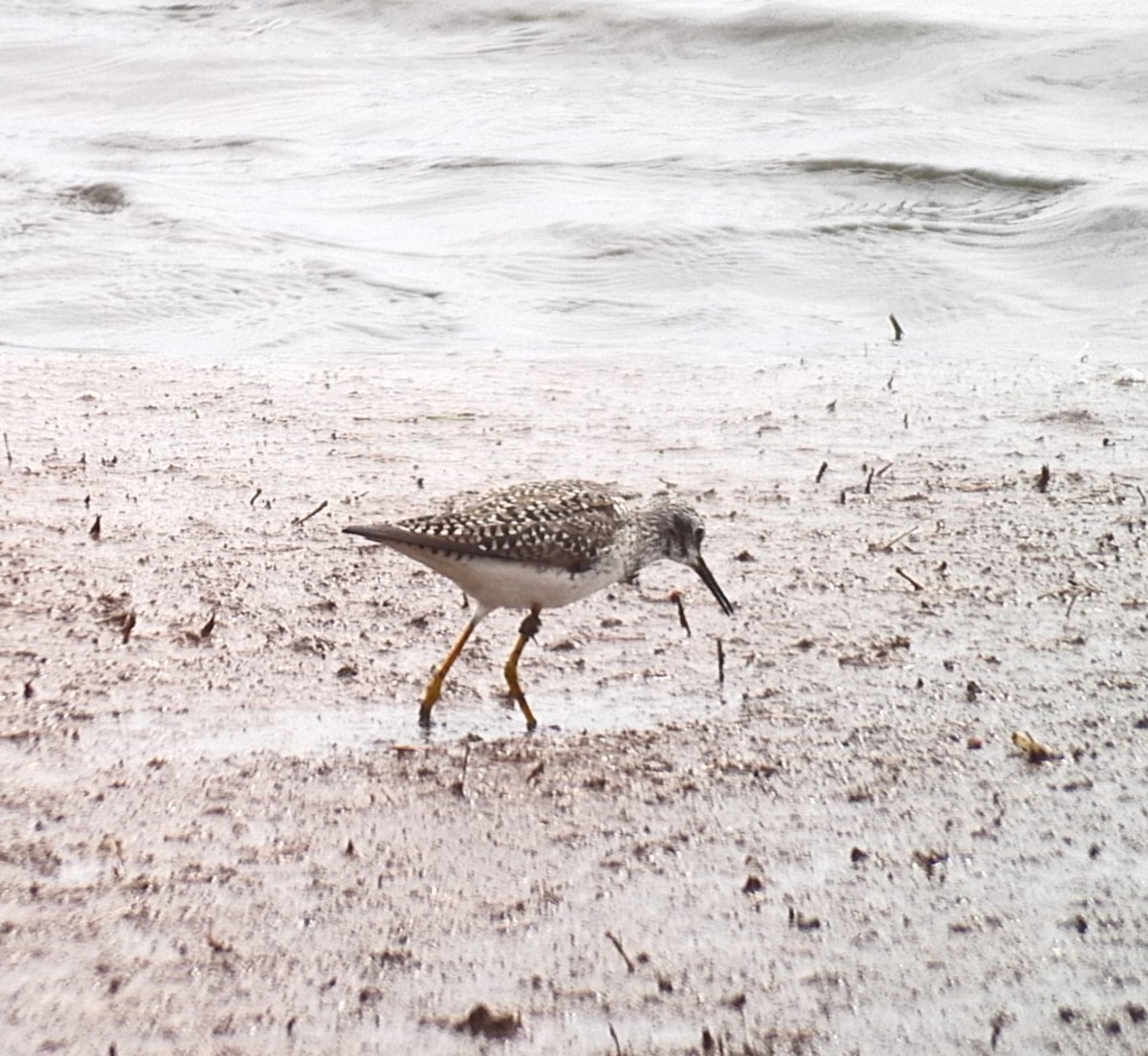 Lesser Yellowlegs - ML618044190