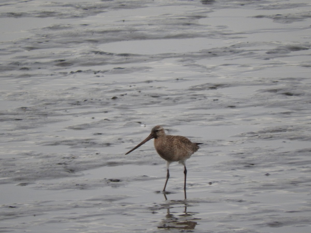 Bar-tailed Godwit - ML618044254