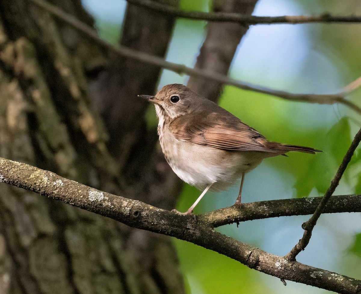 Hermit Thrush - ML618044263