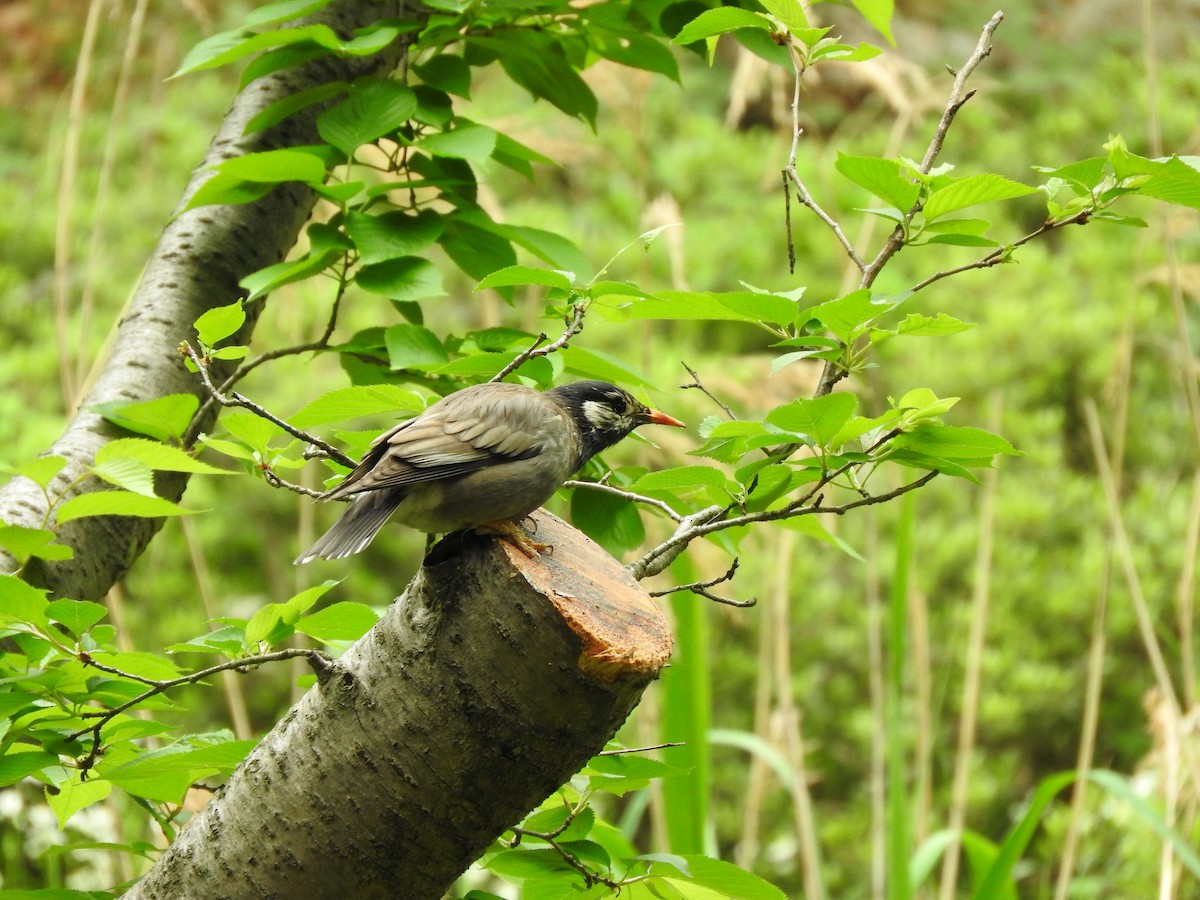 White-cheeked Starling - ML618044279