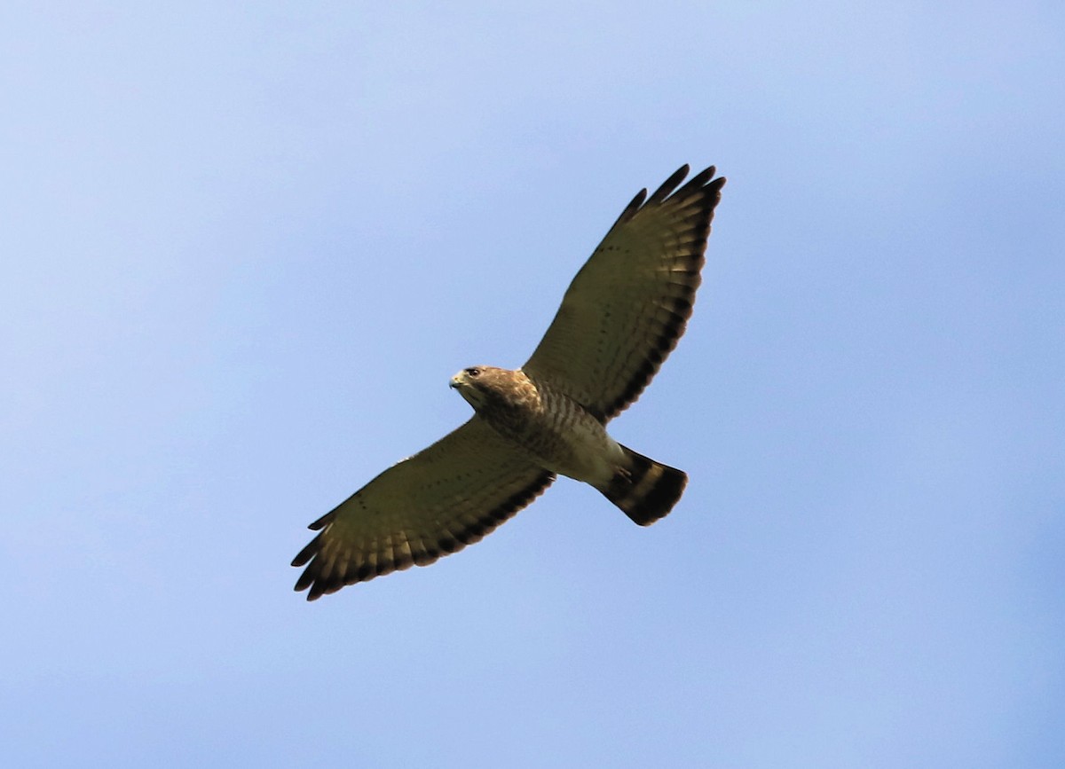 Broad-winged Hawk - ML618044281