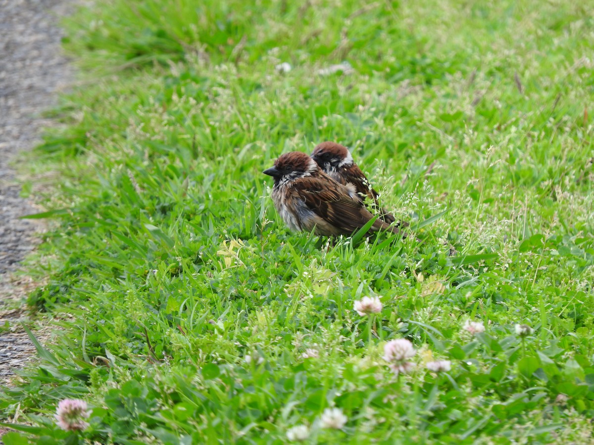 Eurasian Tree Sparrow - ML618044289