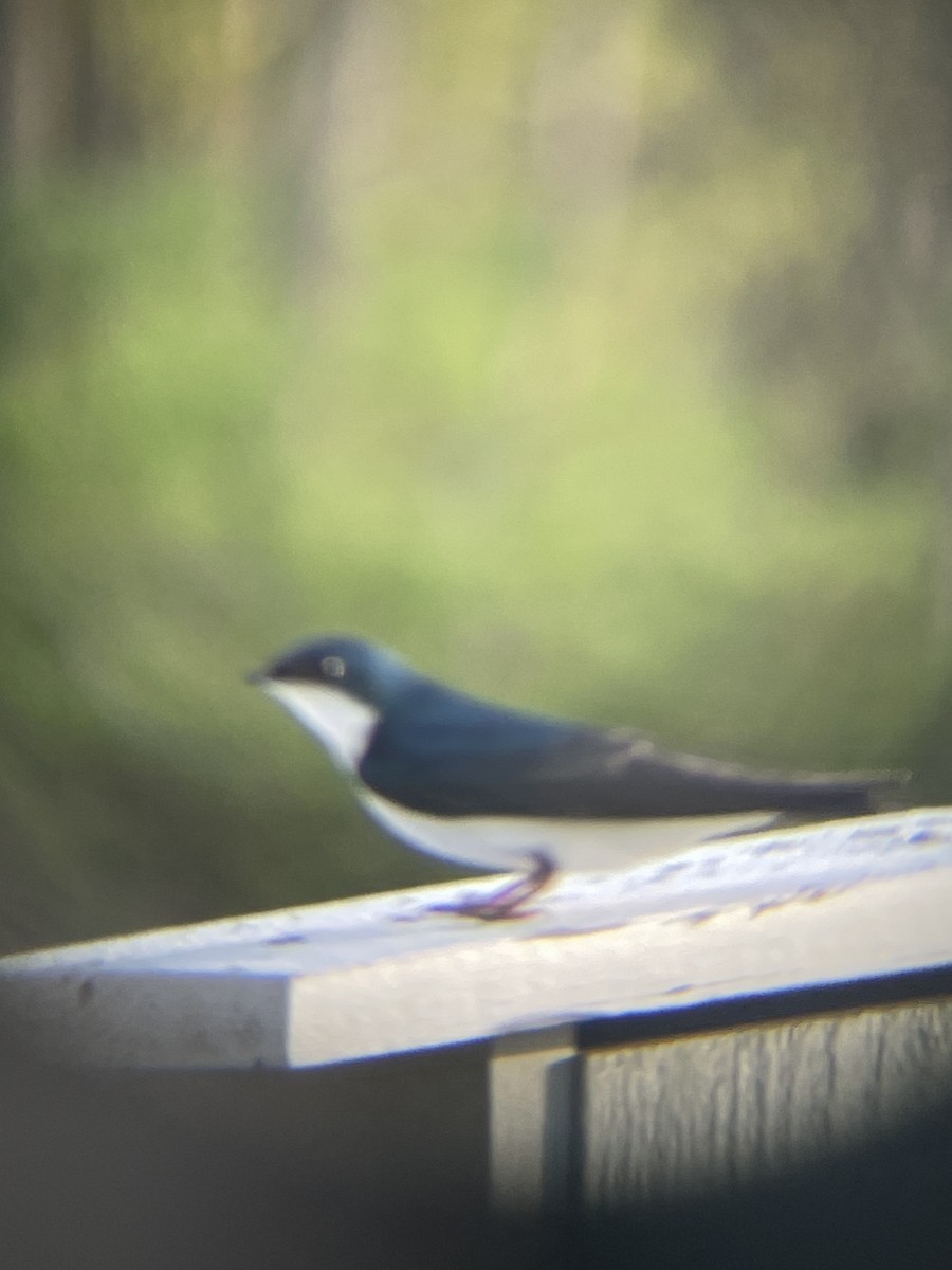 Tree Swallow - Katrina Theisen